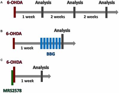 P2Y6 and P2X7 Receptor Antagonism Exerts Neuroprotective/ Neuroregenerative Effects in an Animal Model of Parkinson’s Disease